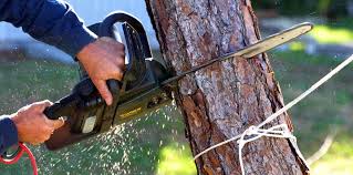 Best Tree Maintenance Programs  in Gregory, TX