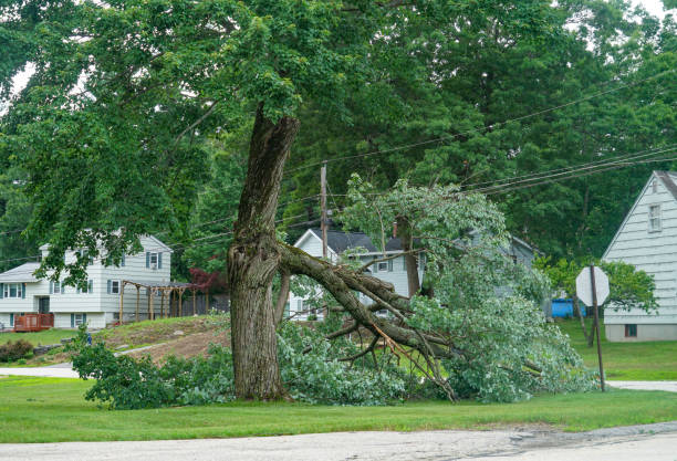 How Our Tree Care Process Works  in  Gregory, TX